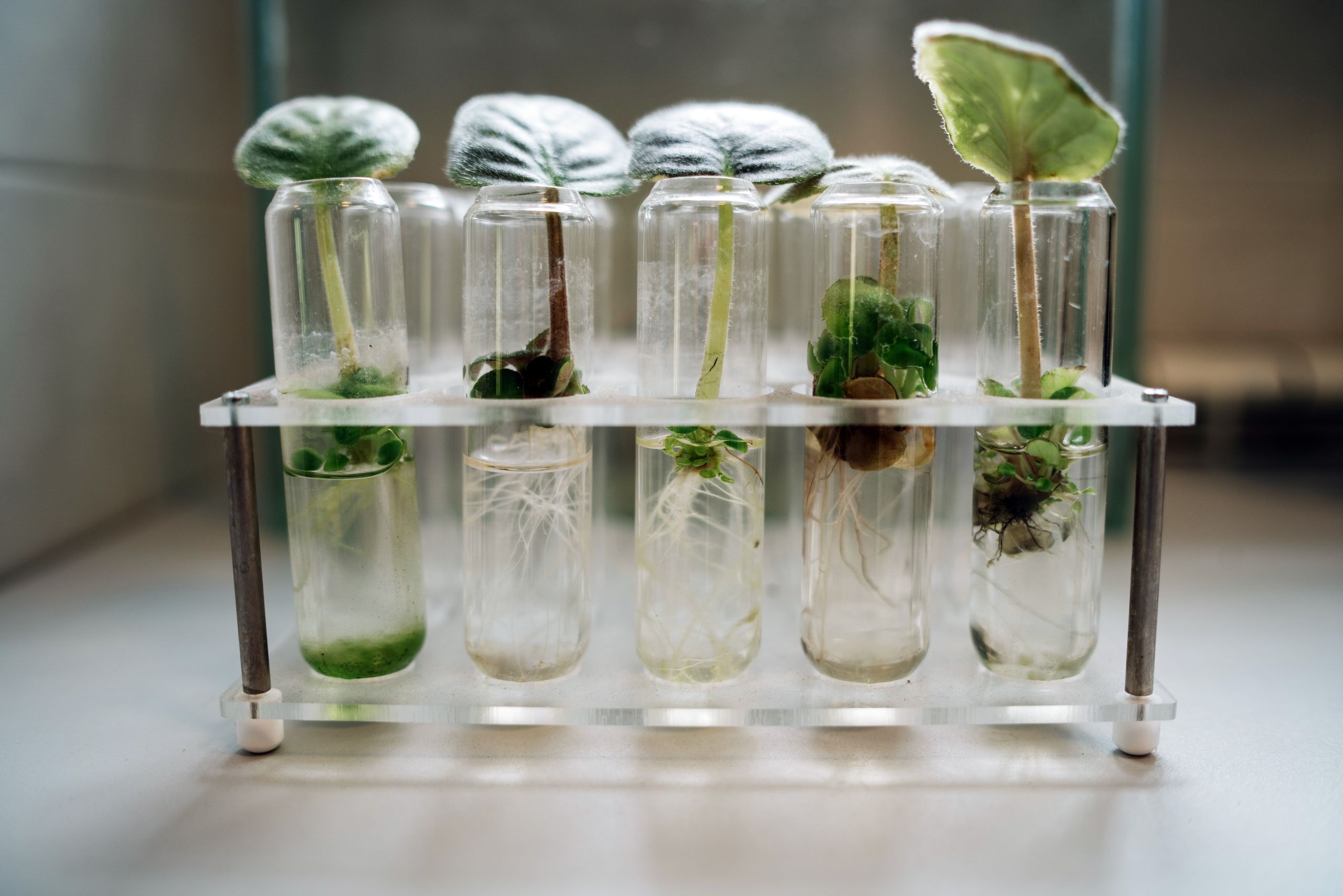 What Is Biotechnology Close-up of plant micropropagation experiment in test tubes showcasing biotechnology.
