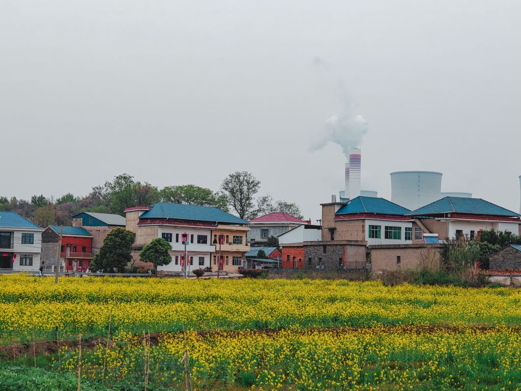 Countryside village and power plant juxtaposition with yellow flower field in China.